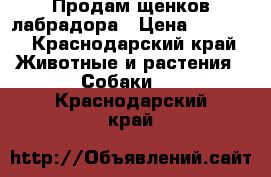 Продам щенков лабрадора › Цена ­ 5 000 - Краснодарский край Животные и растения » Собаки   . Краснодарский край